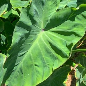 Taro Elephant Ears